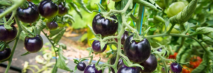 Schwarze Tomaten an der Pflanze
